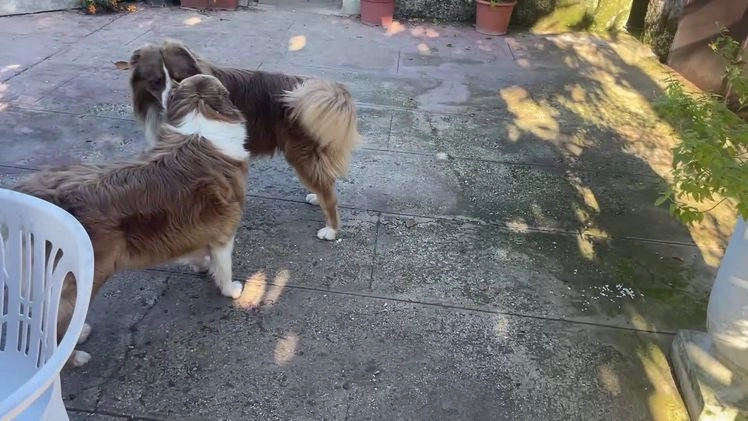 Australian Shepherd cani per accoppiamento: Pastore australiano per monta a Provincia di Frosinone - Video 1