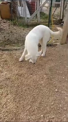 Meticcio cani in regalo: ADOTTA DEMYR a Città metropolitana di Roma Capitale - Video 1