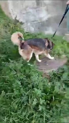 Husky cani in regalo: LARA  a Provincia di Avellino - Video 1