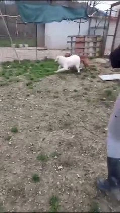 Meticcio cani in regalo: ADOTTA IL TENERO CORFU' a Città metropolitana di Milano - Video 1