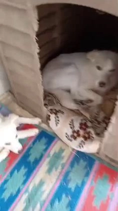 Meticcio cani in regalo: SOS PICCOLA CROSTATINA a Città metropolitana di Milano - Video 1