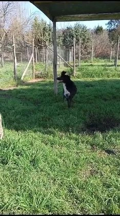 Meticcio cani in regalo: Luna, mix border collie in adozione!  a Provincia di Caserta - Video 1