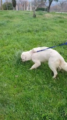 Meticcio cani in regalo: NEVE MIX GOLDEN RETRIEVER ALBINO a Provincia di Avellino - Video 2