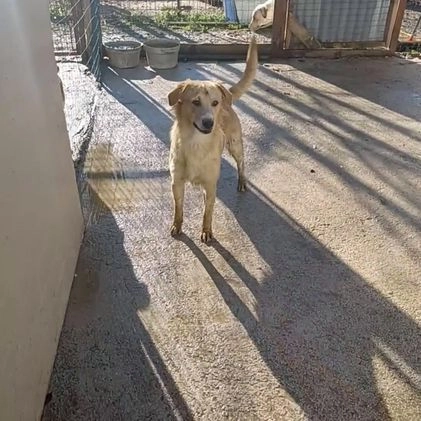 Meticcio cani in regalo: TENERISSIMO CORFU' a Città metropolitana di Roma Capitale - Video 3