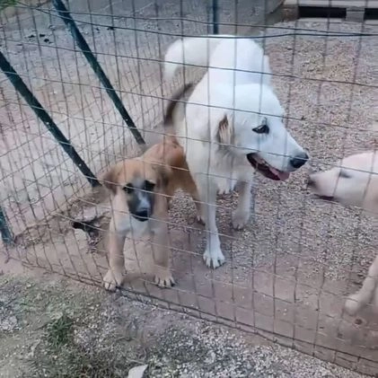 Pastore Maremmano cani in regalo: IL TENERO JACK a Provincia di Brescia - Video 1