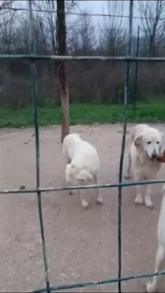 Meticcio cani in regalo: ADOTTA DEMYR a Città metropolitana di Roma Capitale - Video 3