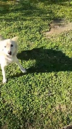 Meticcio cani in regalo: LUCKY-COTONE, IL NOSTRO ANGELO PELOSO, ASPETTA ANC a Città metropolitana di Milano - Video 3