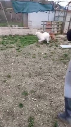 Meticcio cani in regalo: ADOTTA IL DOLCISSIMO OSLO a Provincia di Verona - Video 1