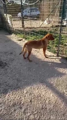 Meticcio cani in regalo: CORFU' CUCCIOLONE INVISIBILE a Provincia di Pistoia - Video 1