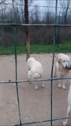 Meticcio cani in regalo: SOS SOS DEMYR a Città Metropolitana di Genova - Video 2