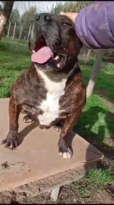 Meticcio cani in regalo: Igor, simil pitbull in adozione!  a Provincia di Caserta - Video 1