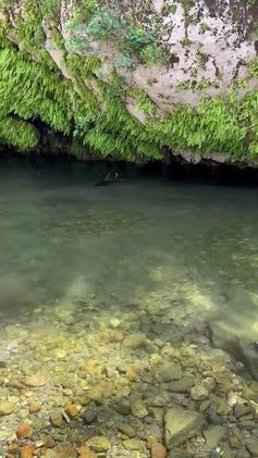 Australian Shepherd cani per accoppiamento: Australian Shepherd tricolore NBT cerca fidanzata  a Provincia di Asti - Video 2