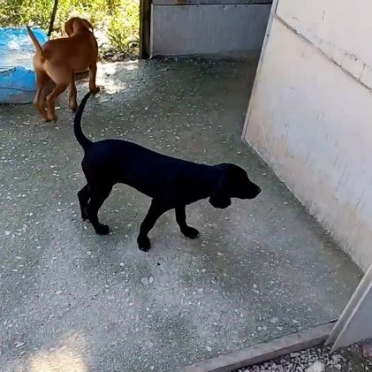 Meticcio cani in regalo: ADOTTA CORFU' a Città Metropolitana di Firenze - Video 1