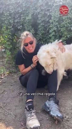 Pastore Maremmano cani in regalo: BOMBA, DOLCISSIMA GIOVANE MAREMMANA HA BISOGNO DI  a Città metropolitana di Milano - Video 1