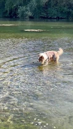 Australian Shepherd cani per accoppiamento: Fidanzata per Tito a Provincia di Lucca - Video 3