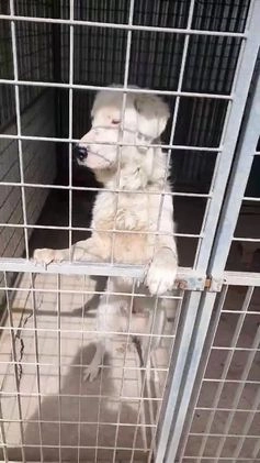 Meticcio cani in regalo: NEVE MIX GOLDEN RETRIEVER ALBINO a Provincia di Avellino - Video 3