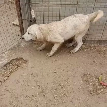 Meticcio cani in regalo: ADOTTA IL DOLCISSIMO OSLO a Provincia di Verona - Video 2