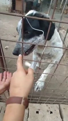 Meticcio cani in regalo: BERNA  a Provincia di Avellino - Video 4