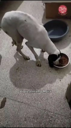 Segugio cani in regalo: MOIRA, DOLCE SEGUGIA 6 ANNI, RECUPERATA AFFAMATA  a Città metropolitana di Milano - Video 1