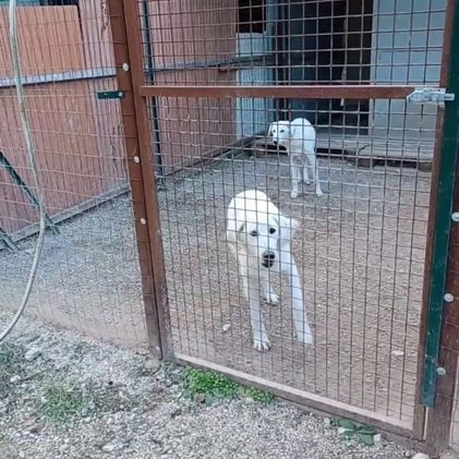 Meticcio cani in regalo: LA TENERA ZULEIA a Città metropolitana di Milano - Video 2