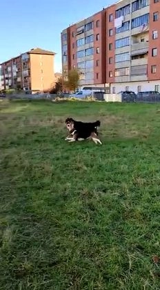 Australian Shepherd cani per accoppiamento: Australian Shepherd tricolore NBT cerca fidanzata  a Provincia di Asti - Video 1