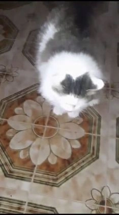 Meticcio gatti in regalo: LEONE MERAVIGLIOSO GATTONE A PELO SEMILUNGO 2 ANNI a Roma - Video 1