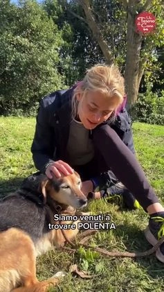Meticcio cani in regalo: NONNA POLENTA, TUTTA LA VITA IN CANILE, OGGI SOGNA a Città metropolitana di Milano - Video 1