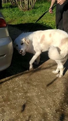 Pastore Maremmano cani in regalo: Meravigliosa Delia a Provincia di Viterbo - Video 1