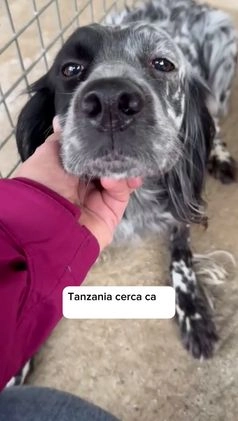 Setter Inglese cani in regalo: TANZANIA, DOLCE SETTERINA SENZA CODA, 4 ANNI 15 KG a Città metropolitana di Milano - Video 1