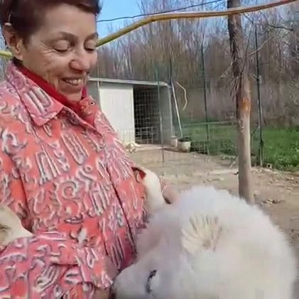 Meticcio cani in regalo: UN TENERO CUCCIOLONE : OSLO a Provincia di Padova - Video 1