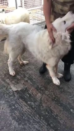 Pastore Maremmano cani in regalo: Meravigliosi maremmani in canile! a Provincia di Viterbo - Video 1