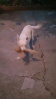 Meticcio cani in regalo: ALICE  a Città Metropolitana di Torino - Video 1