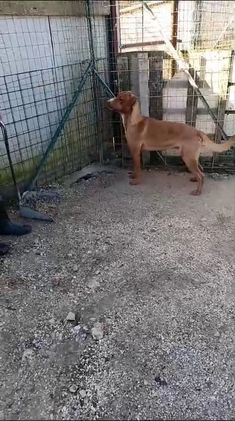 Meticcio cani in regalo: CORFU' è RIMASTO SOLO a Città metropolitana di Roma Capitale - Video 3