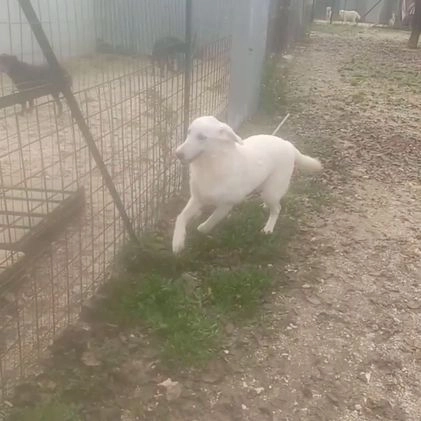 Meticcio cani in regalo: LA TENERA ZULEYA a Città Metropolitana di Bologna - Video 1