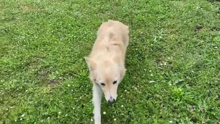 Meticcio cani in regalo: LUCKY-COTONE, IL NOSTRO ANGELO PELOSO, ASPETTA ANC a Città metropolitana di Milano - Video 5