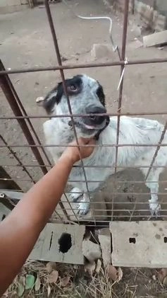 Meticcio cani in regalo: BERNA  a Provincia di Avellino - Video 1