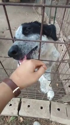 Meticcio cani in regalo: BERNA  a Provincia di Avellino - Video 3