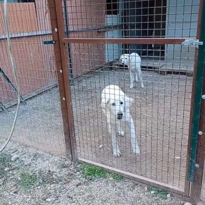 Meticcio cani in regalo: ZULEIA  a Provincia di Mantova - Video 1