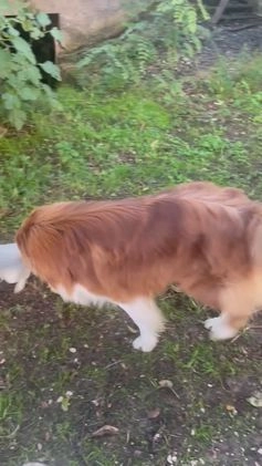 Australian Shepherd cani per accoppiamento: Pastore australiano per monta a Provincia di Frosinone - Video 2