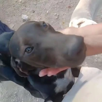 Meticcio cani in regalo: CORFU' ASPETTA TE - Video 1