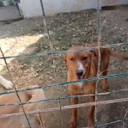 Meticcio cani in regalo: CORFU' : APRITE QUELLA GABBIA a Provincia di Verona - Video 1